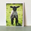 Hello! greeting card by Nicky Flint 2