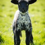 Hello! greeting card by Nicky Flint 3