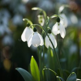 February Snowdrops greeting card by Nicky Flint 3