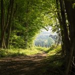 From The Shadows greeting card by Nicky Flint 3