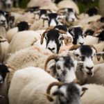 Swaledale Sheep greeting card by Nicky Flint 3