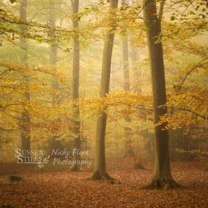 Autumn Beech greeting card by Nicky Flint