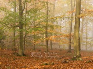 Catch-up, beech wood in autumn greeting card by Nicky Flint