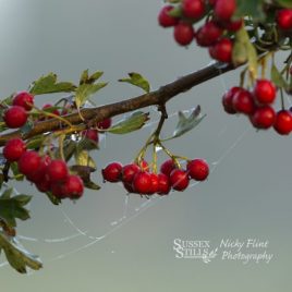 Hawthorn Berries greeting card by Nicky Flint
