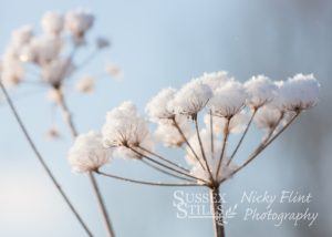 Snow Flowers greeting card by Nicky Flint