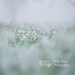 Snowdrops greeting card by Nicky Flint