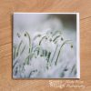 Snowdrops greeting card by Nicky Flint 2