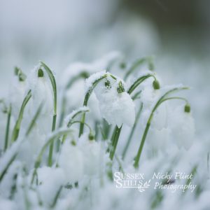 Snowdrops greeting card by Nicky Flint