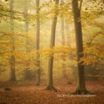 Autumn Beech