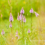Common Spotted Orchid