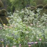 Cow Parsley