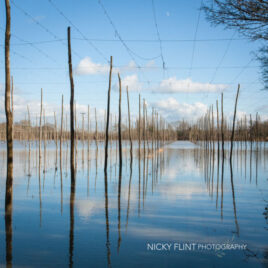 Flooded Hops