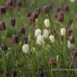 Fritillaries