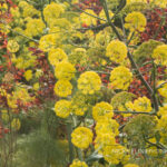 Giant Fennel