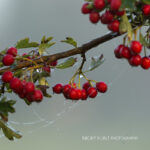 Hawthorn Berries