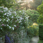 Long Barn Gardens