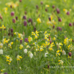 Long Barn Gardens