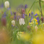 Long Barn Gardens
