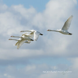 Swans In Flight