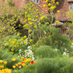 Tulips & Giant Fennel