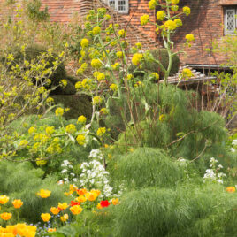 Tulips & Giant Fennel
