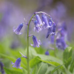 Woodland Bluebell