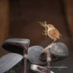 Wren
